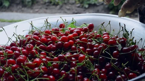 Granny sorts cherries Stock Footage 165215993