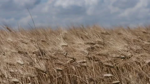 Grano Frumento DSCF0150 Stock-Footage 135820769