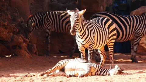 Grant s Zebra, equus burchelli boehmi, African zebra Herd ,Nairobi Kenya Stock Footage 85350633