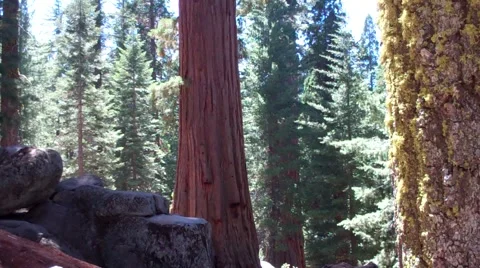 Grant Tree Sequioa &amp; Kings Canyon - Tilt up Stock Footage 39963032