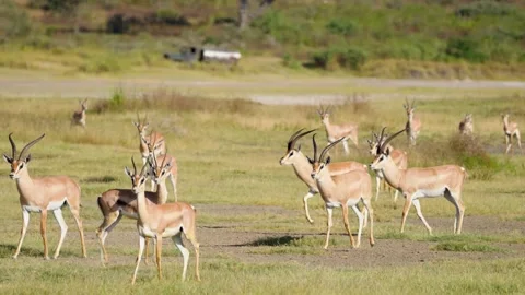 Grant's Gazelle Herd Stock Footage 327620484