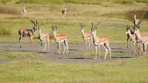 Grant's Gazelle Herd Stock Footage 327620491