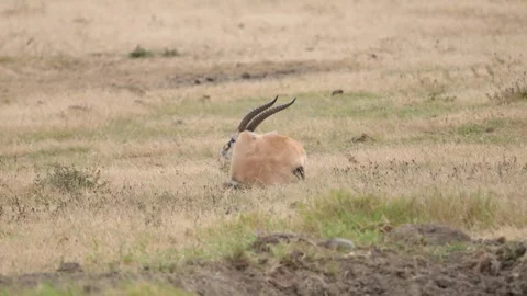 Grant's Gazelle Resting Stock Footage 326497954