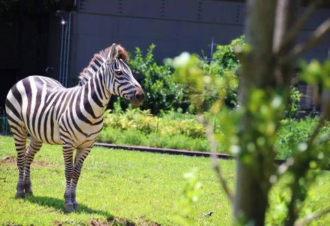 Grant's  Zebra Stock Photos