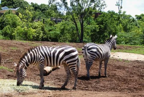 Grant's Zebra Stock Photos
