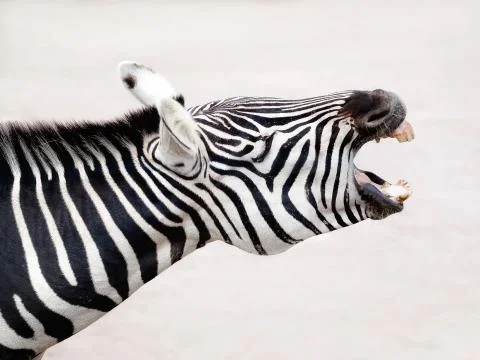 Grant's Zebra, profile view Stock-Fotos