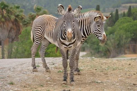 Grants Zebras Stock Photos