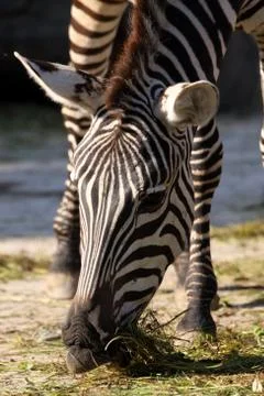 Grantzebra Stock Photos