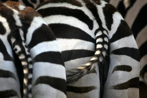 Grantzebra von hinten Foto stock
