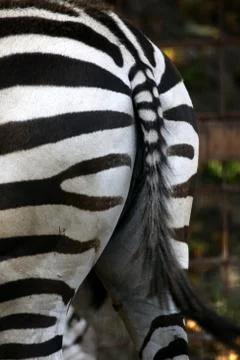 Grantzebra von hinten Stock Photos