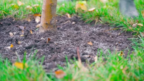 Granular fertilizer is applied to the soil under a young tree, close-up. Feeding Stock Footage 246838868