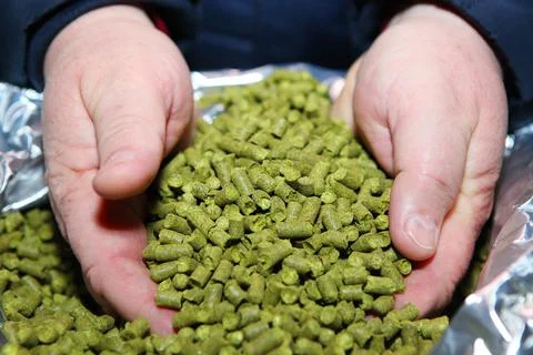Granulated hops in the hands of a man. Substrate for the production of beer Stock Photos