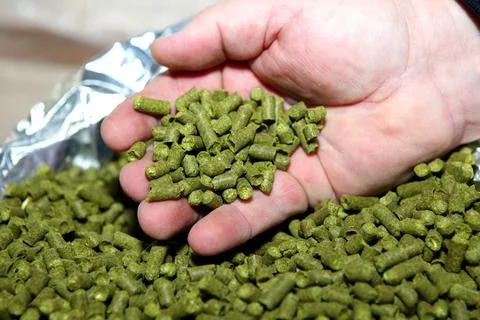 Granulated hops in the hands of a man. Substrate for the production of beer Stock Photos