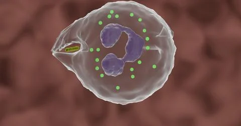 Granulocyte absorbs a bacterium Illustrazione stock