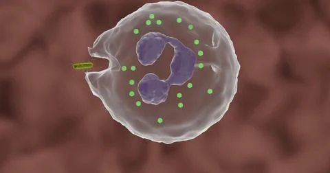 A granulocyte adheres to a bacterium Illustrazione stock