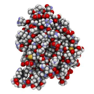 Granulocyte-macrophage colony-stimulating factor (gm-csf, molgramostim, sargr Stock Illustration