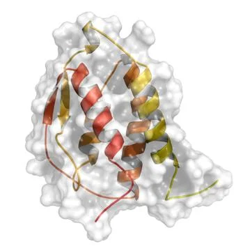 Granulocyte-macrophage colony-stimulating factor (gm-csf, molgramostim, sargr Stock Illustration