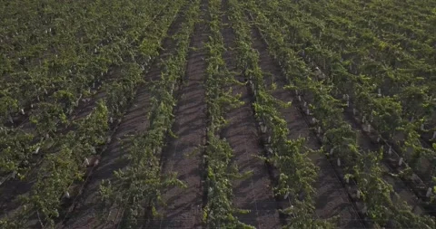 Grap vines california 3 vine yard Vídeo Stock 135841953