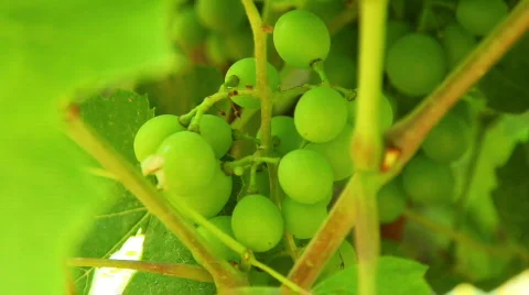 Grape 01 Video stock 796519