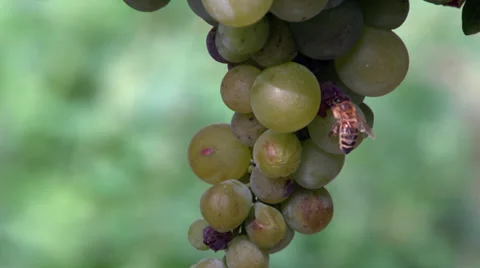 Grape and bee Stock Footage 34162379