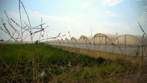 Grape and green house under blue sky Stock Footage 93345560