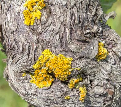 Grape and lichen Stock Photos