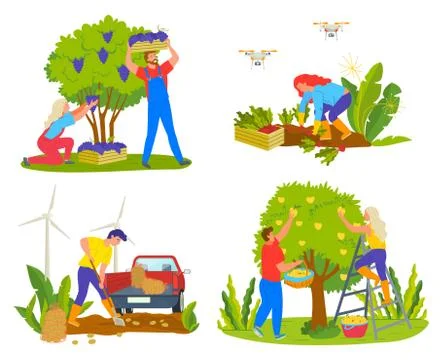 Grape and Pear Garden, Beetroot and Potato Vector Stock Illustration