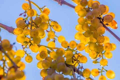 Grape and sun Foto stock