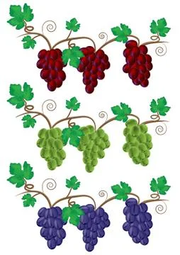 Grape and Vine illustration Stock Illustration