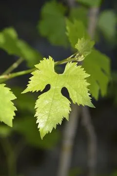 Grape Apirena Nera Stock Photos