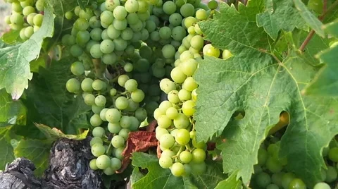 Grape in autumn Stock Footage 50877062