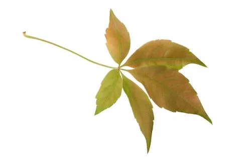 Grape autumn leaf Stock Photos