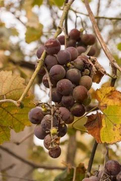 Grape in autumn Stock Photos