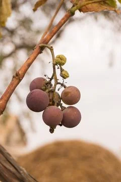 Grape in autumn Foto stock