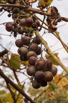 Grape in autumn Stock Photos