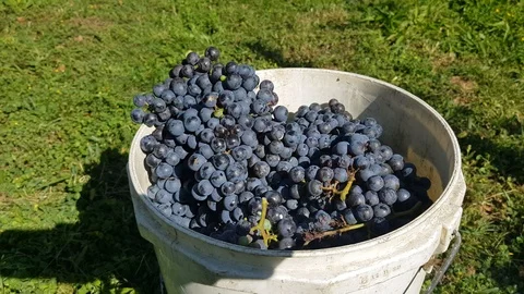 Grape background, dolly establishing shot bunch of grapes on the vine Stock Footage 119543383