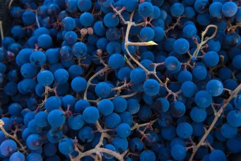 Grape background Stock Photos