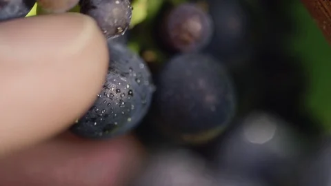 Grape Being Plucked from Bunch Vídeos de archivo 82521067