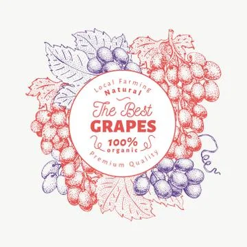 Grape berry design template. Hand drawn vector fruit illustration. Engraved Stock Illustration