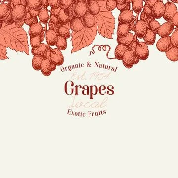 Grape berry design template. Hand drawn vector fruit illustration. Engraved Stock Illustration