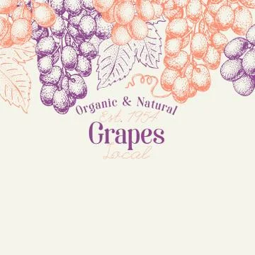 Grape berry design template. Hand drawn vector fruit illustration. Engraved Stock Illustration
