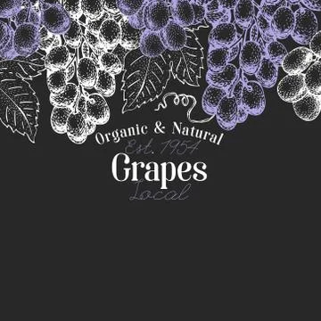 Grape berry design template. Hand drawn vector fruit illustration on chalk board Stock Illustration