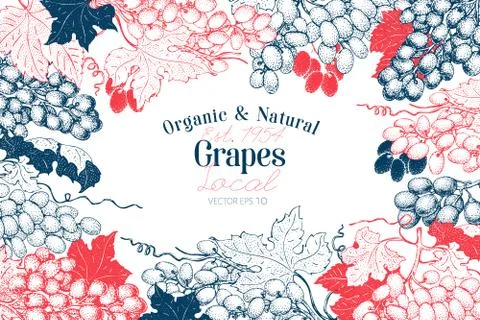 Grape berry frame template. Hand drawn vector fruit illustration. Engraved style Stock Illustration