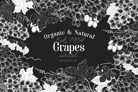 Grape berry frame template. Hand drawn vector fruit illustration on chalk board Stock Illustration