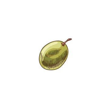 Grape berry sketch, vector hand drawn fresh ripe green fruit, farm sweet food Ilustración de archivo