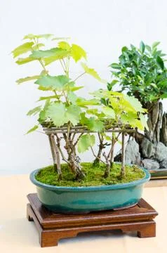 Grape bonsai tree in exposition Stock Photos