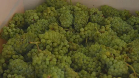 Grape in the boxes at the winery Stock Footage 169138000