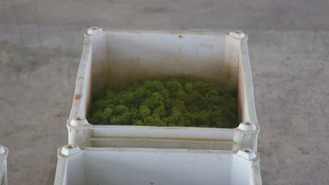 Grape in the boxes at the winery Stock Footage 169138036