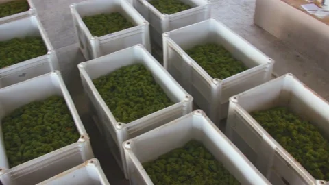 Grape in the boxes at the winery Stock Footage 169138071