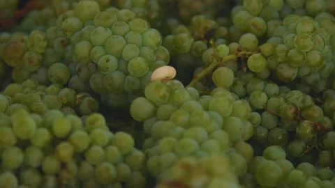 Grape in the boxes at the winery Stock Footage 169138123